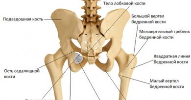 Človeške medenične kosti: anatomija, struktura in funkcije. Mere medenice, tabela človeške anatomije
