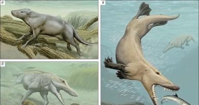 كيف تبين أن الحيتان هي من أقارب Artiodactyls
