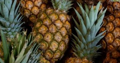 Ali je mogoče določiti zrelost po rozeti listov na ananasu?