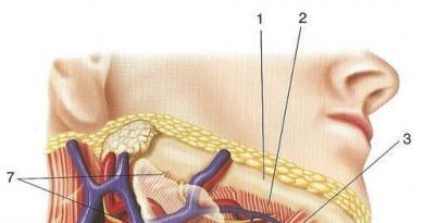 Nyak anatómiája Az emberi nyak topográfiai anatómiája