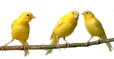 Beszédes papagáj vagy éneklő kanári?