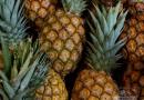 Ali je mogoče določiti zrelost po rozeti listov na ananasu?