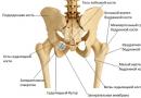 人間の骨盤の骨: 解剖学、構造、機能 骨盤の寸法、人体解剖図