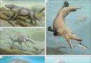 Kako so se kiti izkazali za sorodnike artiodaktilijev